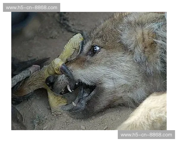 铁血德意志碰撞狂野袋鼠：澳大利亚vs德国视频，这一战不仅是胜负，更是意志的巅峰交锋！